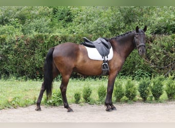 Lusitano, Wałach, 12 lat, 160 cm, Ciemnogniada