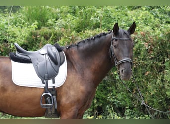 Lusitano, Wałach, 12 lat, 160 cm, Ciemnogniada