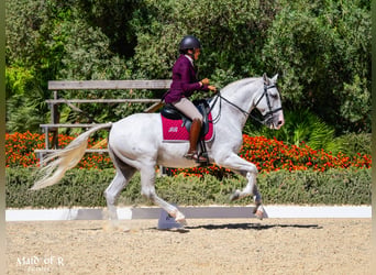 Lusitano, Wałach, 12 lat, 163 cm, Siwa w hreczce
