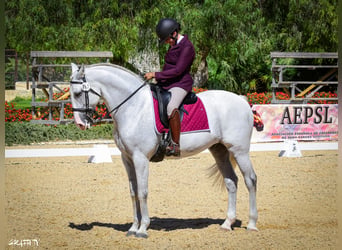Lusitano, Wałach, 12 lat, 163 cm, Siwa w hreczce