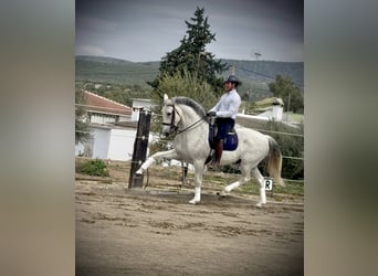 Lusitano, Wałach, 13 lat, 164 cm, Siwa w hreczce