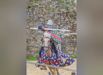 Lusitano Mix, Wałach, 13 lat, 170 cm, Izabelowata
