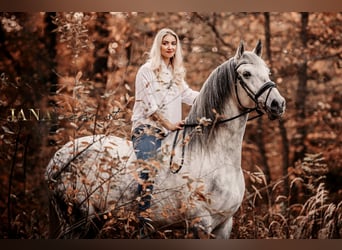 Lusitano, Wałach, 13 lat, 171 cm, Siwa