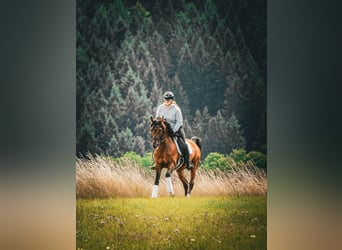 Lusitano, Wałach, 14 lat, 155 cm, Gniada