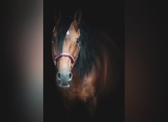 Lusitano, Wałach, 14 lat, 155 cm, Gniada