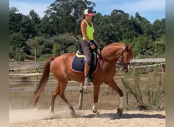 Lusitano, Wałach, 14 lat, 158 cm, Ciemnokasztanowata