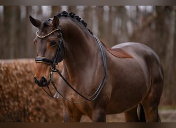 Lusitano, Wałach, 14 lat, 163 cm, Ciemnogniada