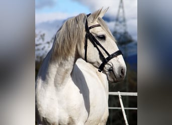 Lusitano, Wałach, 15 lat, 155 cm, Siwa