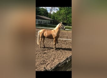 Lusitano, Wałach, 15 lat, 158 cm, Izabelowata