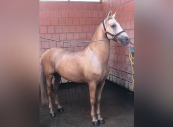 Lusitano, Wałach, 15 lat, 158 cm, Izabelowata