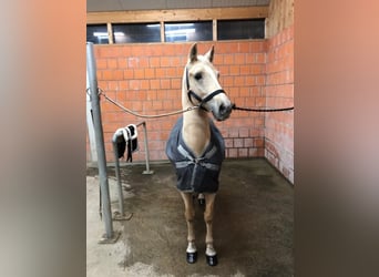 Lusitano, Wałach, 15 lat, 158 cm, Izabelowata