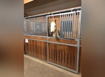 Lusitano, Wałach, 15 lat, 158 cm, Izabelowata