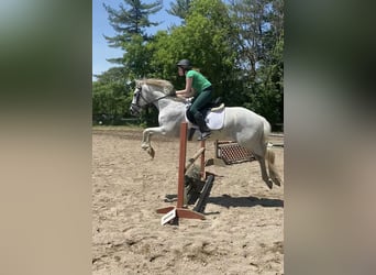 Lusitano, Wałach, 15 lat, 163 cm, Siwa