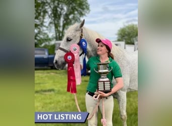 Lusitano, Wałach, 15 lat, 163 cm, Siwa w hreczce