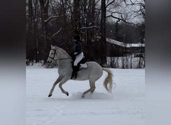 Lusitano, Wałach, 15 lat, 163 cm, Siwa w hreczce
