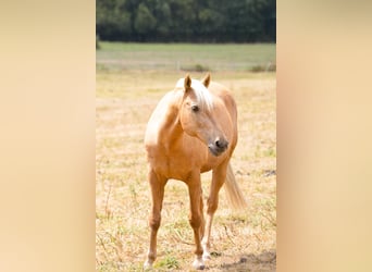 Lusitano, Wałach, 16 lat, 160 cm, Izabelowata