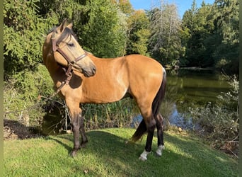 Lusitano, Wałach, 3 lat, 149 cm, Jasnogniada