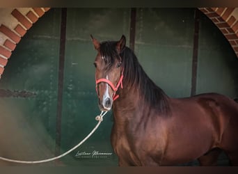 Lusitano, Wałach, 3 lat, 160 cm, Gniada