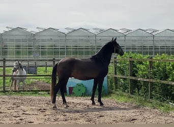 Lusitano, Wałach, 3 lat, 160 cm, Siwa