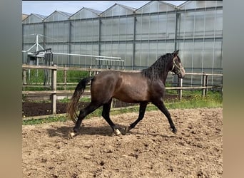 Lusitano, Wałach, 3 lat, 160 cm, Siwa