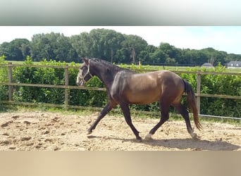 Lusitano, Wałach, 3 lat, 160 cm, Siwa