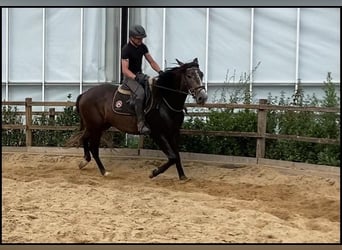 Lusitano, Wałach, 3 lat, 160 cm, Siwa