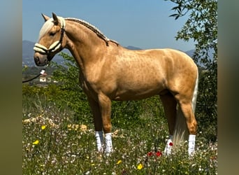 Lusitano, Wałach, 3 lat, 162 cm, Izabelowata