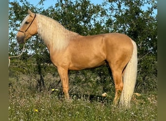 Lusitano, Wałach, 3 lat, 162 cm, Izabelowata