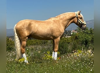 Lusitano, Wałach, 3 lat, 162 cm, Izabelowata