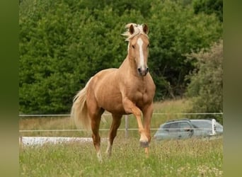 Lusitano, Wałach, 3 lat, 163 cm, Izabelowata