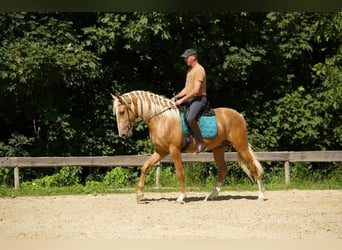 Lusitano, Wałach, 3 lat, 163 cm, Izabelowata