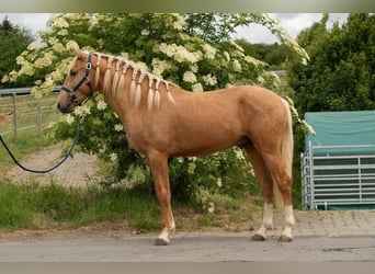 Lusitano, Wałach, 3 lat, 163 cm, Izabelowata