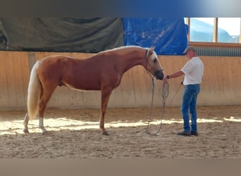 Lusitano, Wałach, 3 lat, 163 cm, Izabelowata