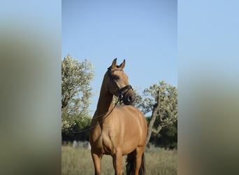 Lusitano, Wałach, 3 lat, 165 cm, Jelenia