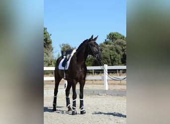 Lusitano, Wałach, 3 lat, 170 cm, Kara
