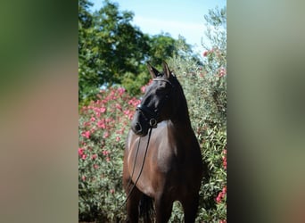 Lusitano, Wałach, 3 lat, 170 cm, Kara