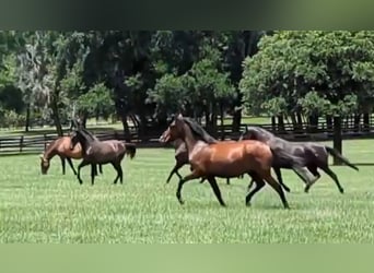 Lusitano, Wałach, 3 lat, Gniada