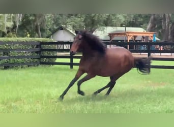 Lusitano, Wałach, 3 lat, Gniada
