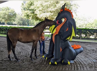 Lusitano, Wałach, 3 lat, Gniada