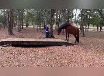 Lusitano, Wałach, 3 lat, Gniada