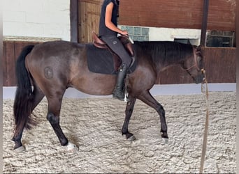 Lusitano, Wałach, 4 lat, 156 cm, Ciemnogniada