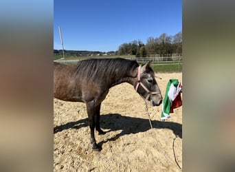Lusitano, Wałach, 4 lat, 158 cm, Kasztanowatodereszowata