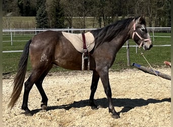 Lusitano, Wałach, 4 lat, 158 cm, Kasztanowatodereszowata