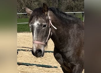 Lusitano, Wałach, 4 lat, 158 cm, Kasztanowatodereszowata