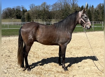 Lusitano, Wałach, 4 lat, 158 cm, Kasztanowatodereszowata