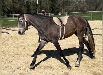 Lusitano, Wałach, 4 lat, 158 cm, Kasztanowatodereszowata