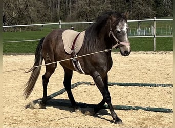 Lusitano, Wałach, 4 lat, 158 cm, Kasztanowatodereszowata