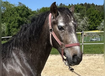 Lusitano, Wałach, 4 lat, 158 cm, Kasztanowatodereszowata