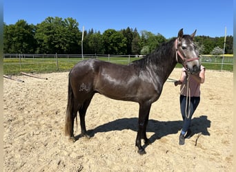 Lusitano, Wałach, 4 lat, 158 cm, Kasztanowatodereszowata