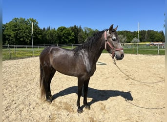 Lusitano, Wałach, 4 lat, 158 cm, Kasztanowatodereszowata